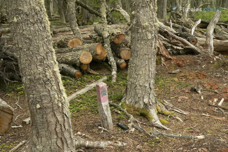 Confirmaron la primera condena del país por tala ilegal de árboles en zonas  protegidas | Fiscales.gob.ar