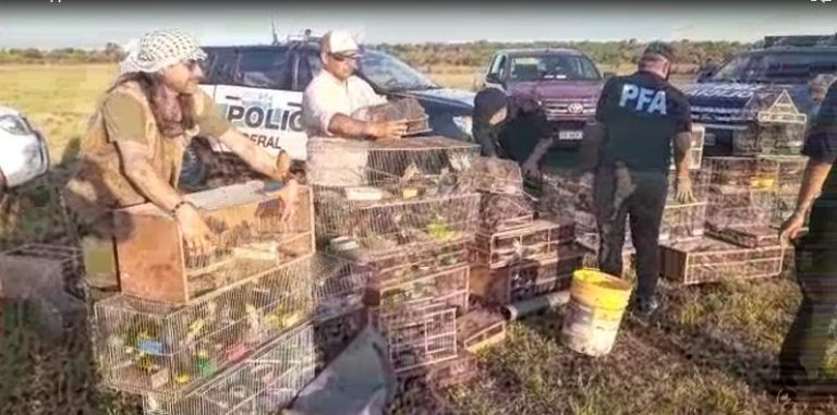 La investigación detrás de la recuperación de casi tres mil ejemplares de especies protegidas