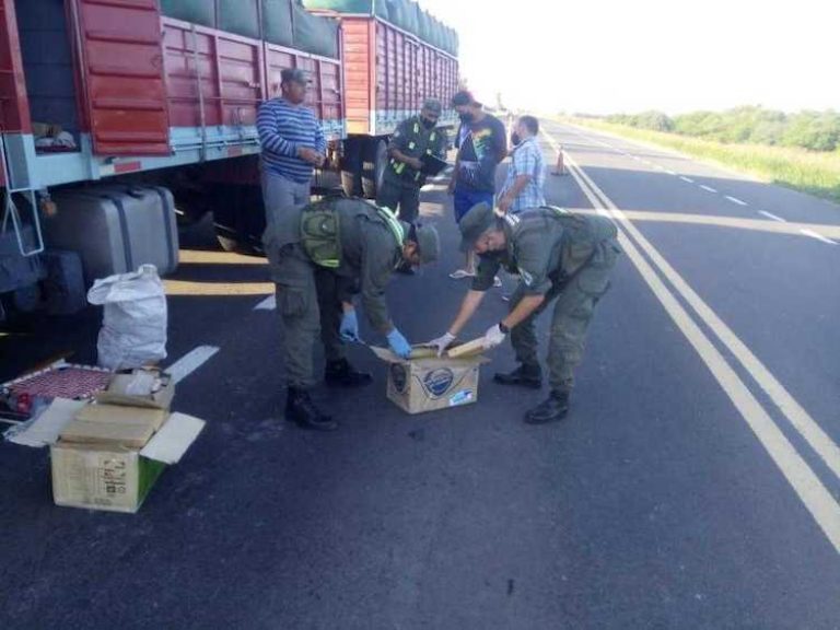 Investigación, seguimiento y detención: interceptaron un camión con 49 kilos de marihuana y ya indagaron al chofer