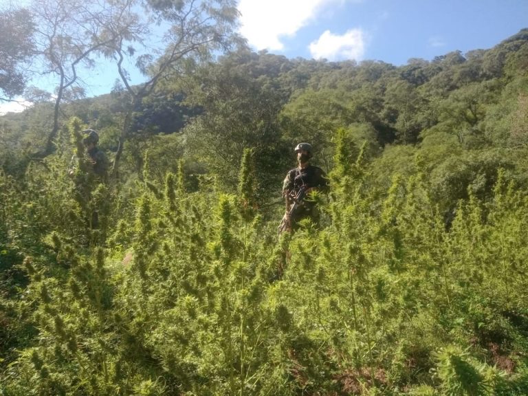 Salta: imputaron a dos hombres por el cultivo de marihuana en una zona de yunga