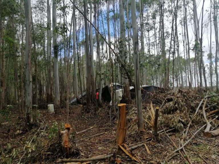 Concordia: rescataron a ocho trabajadores en una finca dedicada al desmonte de eucaliptus