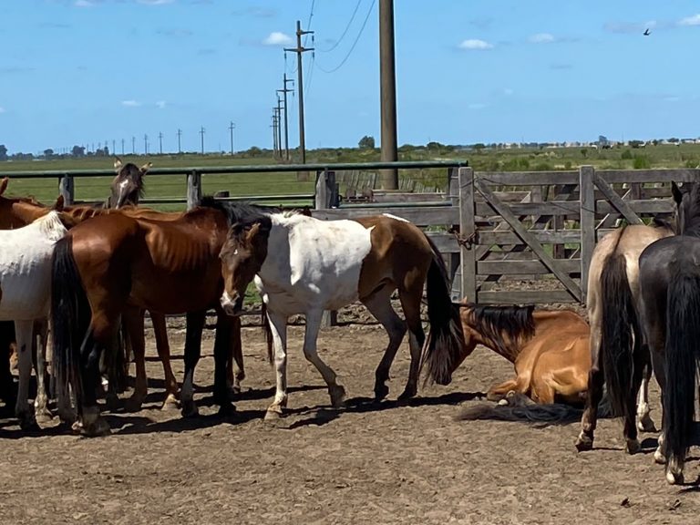 Entre Ríos: allanaron campos y oficinas de un acopio equino por lavado de activos, evasión tributaria y maltrato animal