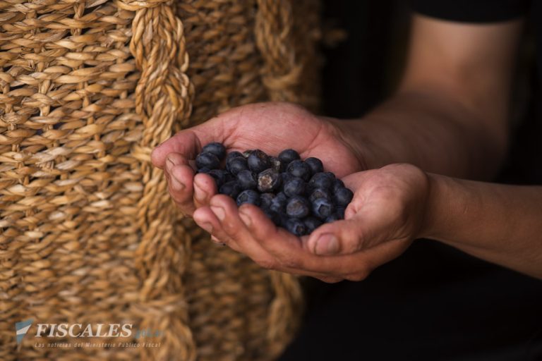 Concordia: procesaron a tres empresarios por trata laboral contra casi 200 personas en la cosecha de arándanos