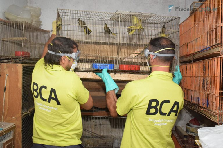 UFIMA: rescataron 70 cardenales amarillos que eran traficados a través de Facebook