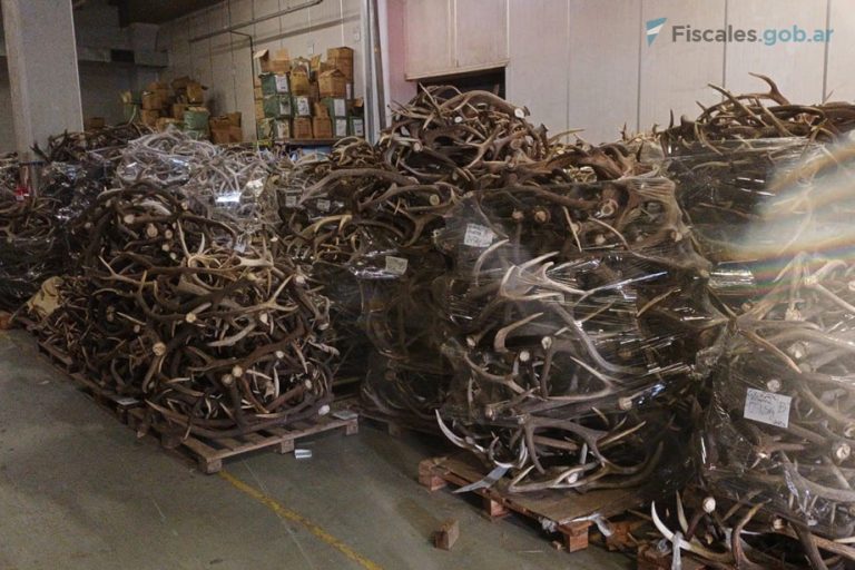 Incautan 40 toneladas de astas de ciervo en un depósito de la ciudad de Buenos Aires