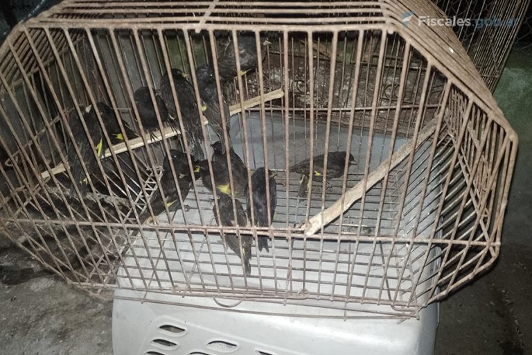 Gualeguaychú: procesan por tentativa de contrabando de aves a tres hombres que fueron detenidos con más de un centenar de ejemplares