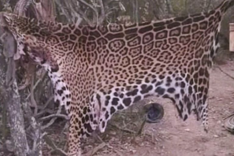 Formosa: fallo histórico por la caza de un yaguareté con condenas a 2 años de prisión de cumplimiento efectivo