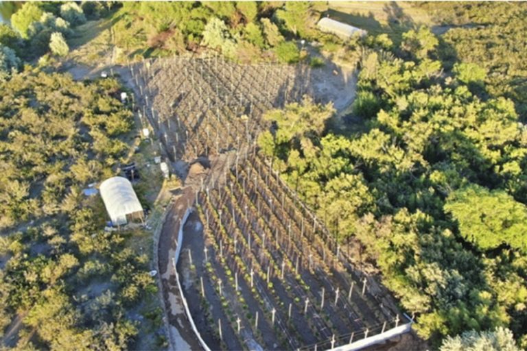 General Roca: en 13 allanamientos con 11 detenidos y armas y drogas secuestradas, desbaratan una organización dedicada al narcotráfico y al lavado de activos