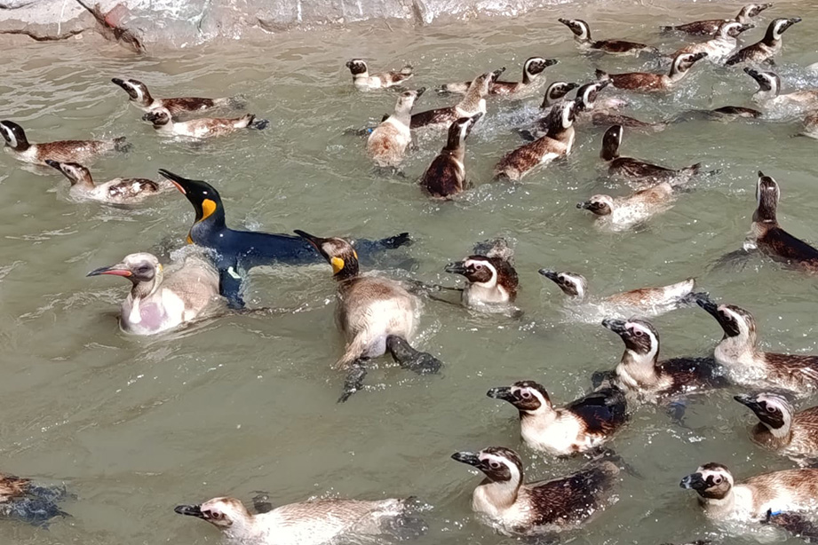 Mar del Plata: allanaron un parque marino por presunta contaminación a la red colectora y el Mar Argentino