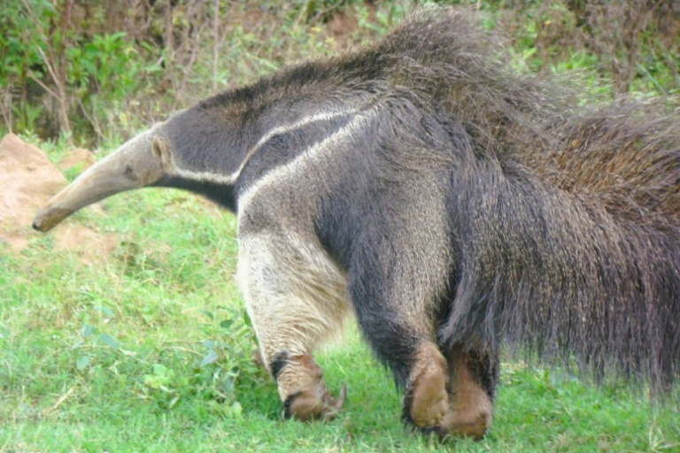 Salta: cazadores deberán reponer un sector del alambrado de una reserva tras el ataque de sus perros a un oso hormiguero